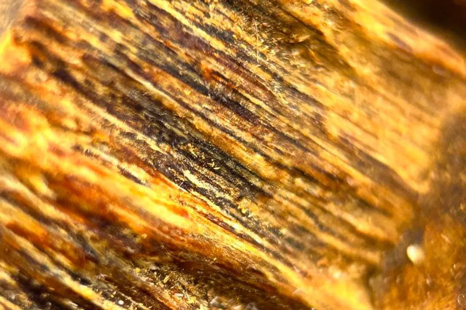 特撰の栽培伽羅の木目。樹脂の帯が金色の縞になって走る